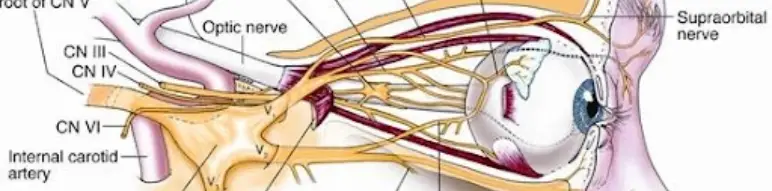 Neuro-Ophthalmology Thumbnail